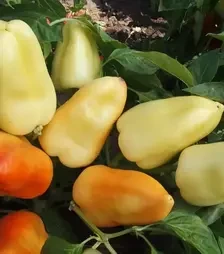 Семена перца Бонета, 1 кг (Moravoseed)