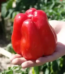 Насіння перцю Гранова, 1 кг (Moravoseed)