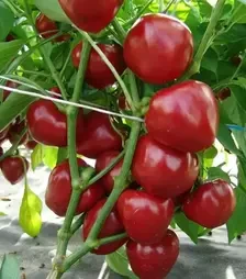 Семена перца Думас, 1 кг (Moravoseed)