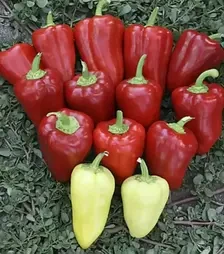 Насіння перцю Кантатта F1, п.о. 500 насінин (Enza Zaden)