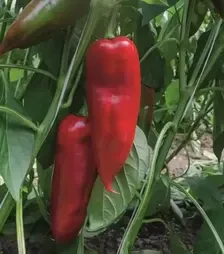 Семена перца Хан F1, п.е. 1 тыс. семян (Bejo)