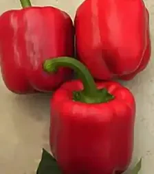 Семена перца Актер F1, п.е. 500 семян (Yuksel Tohum)