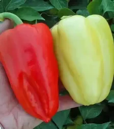 Насіння перцю Слована F1, п.о. 1 тис. насінин (Semo)