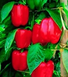 Насіння перцю Діагорас F1, п.о. 1 тис. насінин (Hazera)