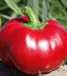 Семена перца Александр, 1 кг (Moravoseed)