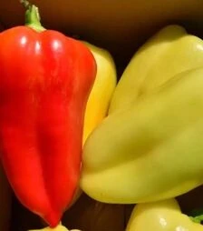 Насіння перцю Аміка F1, п.о. 1 тис. насінин (Semo)