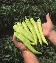 Насіння перцю Ангара F1, п.о. 1 тис. насінин (Bejo)