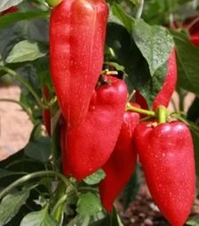 Семена перца Ариадны F1, п.е. 500 семян (Seminis)