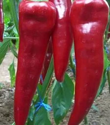 Семена перца Армагеддон F1, п.е. 500 семян (Yuksel Tohum)