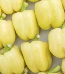 Насіння перцю Бурабелла F1, п.о. 1 тис. насінин (Rijk Zwaan)