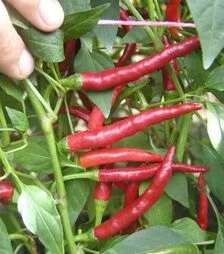 Насіння перцю Даміан, п.о. 1 тис. насінин (Semo)