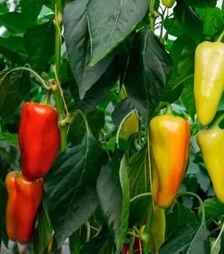 Семена перца Дон F1, п.е. 250 семян (Bejo)