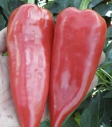 Насіння перцю Драки F1, п.о. 1 тис. насінин (Semo)