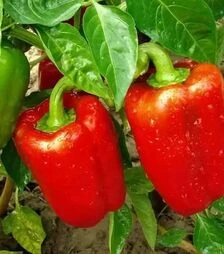 Насіння перцю Каліфорнійське диво, 1 кг (Moravoseed)