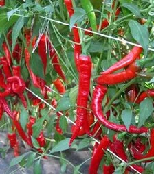 Насіння перцю Козій Ріг, 1 кг (Moravoseed)