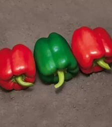 Насіння перцю КС 04 F1, п.о. 500 насінин (Kitano Seeds)