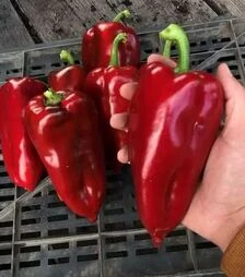 Семена перца Навигатор F1, п.е. 250 семян (Innova Seeds)