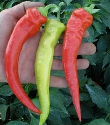 Насіння перцю Огнивець, п.о. 5 тис. насінин (Semo)