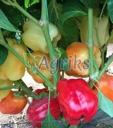 Насіння перцю Оіда F1, п.о. 1 тис. насінин (Clause)