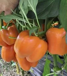 Насіння перцю Оранж Бос F1, п.о. 500 насінин (Spark Seeds)