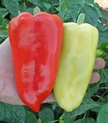 Насіння перцю Остри F1, п.о. 1 тис. насінин (Semo)