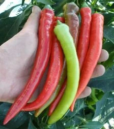 Насіння перцю Паливец, п.о. 5 тис. насінин (Semo)