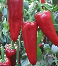 Семена перца Портека F1, п.е. 1 тыс. семян (Rijk Zwaan)