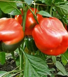 Насіння перцю Рубіка F1, п.о. 1 тис. насінин (Semo)