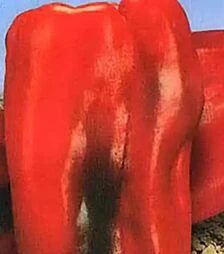 Семена перца Самурай F1 Sais, п.е. 1 тыс. семян (Коуел)