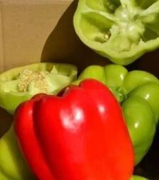 Насіння перцю Саския F1, п.о. 1 тис. насінин (Semo)