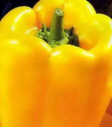 Насіння перцю Сатрапо F1, п.о. 1 тис. насінин (Коуел)