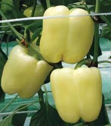 Насіння перцю Сільвер Стар F1, п.о. 500 насінин (NongWoo Bio)