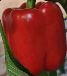 Насіння перцю Соломон F1, п.о. 1 тис. насінин (Clause)