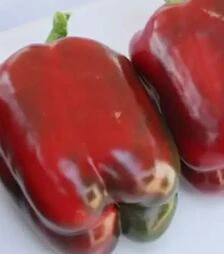 Семена перца Сондела F1, п.е. 1 тыс. семян (Rijk Zwaan)