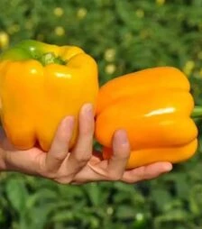 Насіння перцю Спрінгбокс (Казантип) F1, п.о. 1 тис. насінин (Clause)