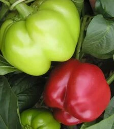 Насіння перцю Тамина F1, п.о. 1 тис. насінин (Semo)