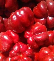 Семена перца Топепо Россо Флумери F1, п.е. 250 семян (Esasem)