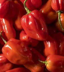 Насіння перцю Хабахот F1, п.о. 1 тис. насінин (United Genetiks)