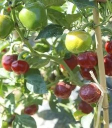 Насіння перцю Черрі Файр F1, п.о. 1 тис. насінин (United Genetiks)