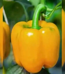 Семена перца Шорок слои, 500 г (Коуэлл)