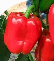 Семена перца Даймос F1, п.е. 500 семян (Esasem)