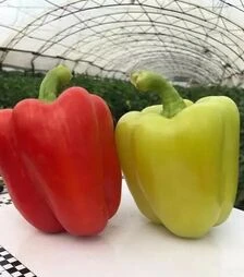 Насіння перцю Спліт F1, п.о. 500 насінин (Spark Seeds)