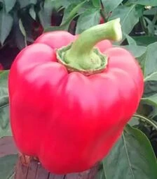 Насіння перцю Тібо F1, п.о. 1 тис. насінин (Clause)