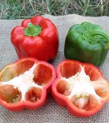 Насіння перцю PL 6720 F1, п.о. 500 шт насінин (Bakker Brothers)