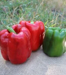 Насіння перцю PL 6721 F1, п.о. 500 шт насінин (Bakker Brothers)