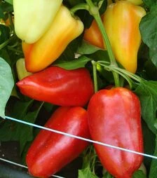 Семена перца Цинтия F1, п.е. 5 тыс. семян (Moravoseed)