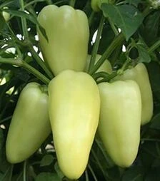 Насіння перцю Аден F1, п.о. 10 тис. насінин (Nasko)