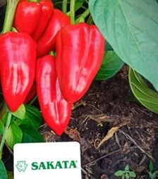 Семена перца Поло F1, п.е. 500 шт семян (Sakata)
