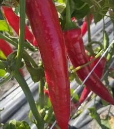 Насіння перцю Тойо F1, п.о. 500 шт насінин (Spark Seeds)