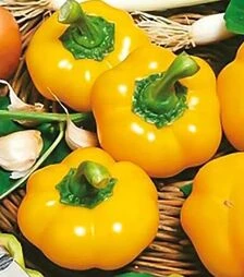 Насіння перцю Топепо Єллоу, 500 г (Hortus)